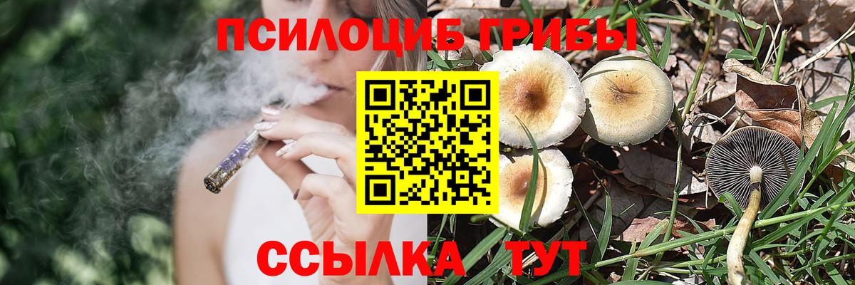 Биробиджан  Псилоцибиновые грибы Cubensis  Вход с VPN  Галлюциногенные грибы Psilocybe 